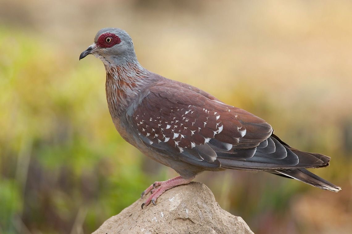 Speckled Pigeon